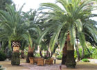 Poda de palmeras canarias Phoenix Canariensis