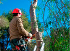 Poda de árbol