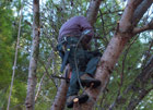 Poda de árbol mediante cuerda y arnés